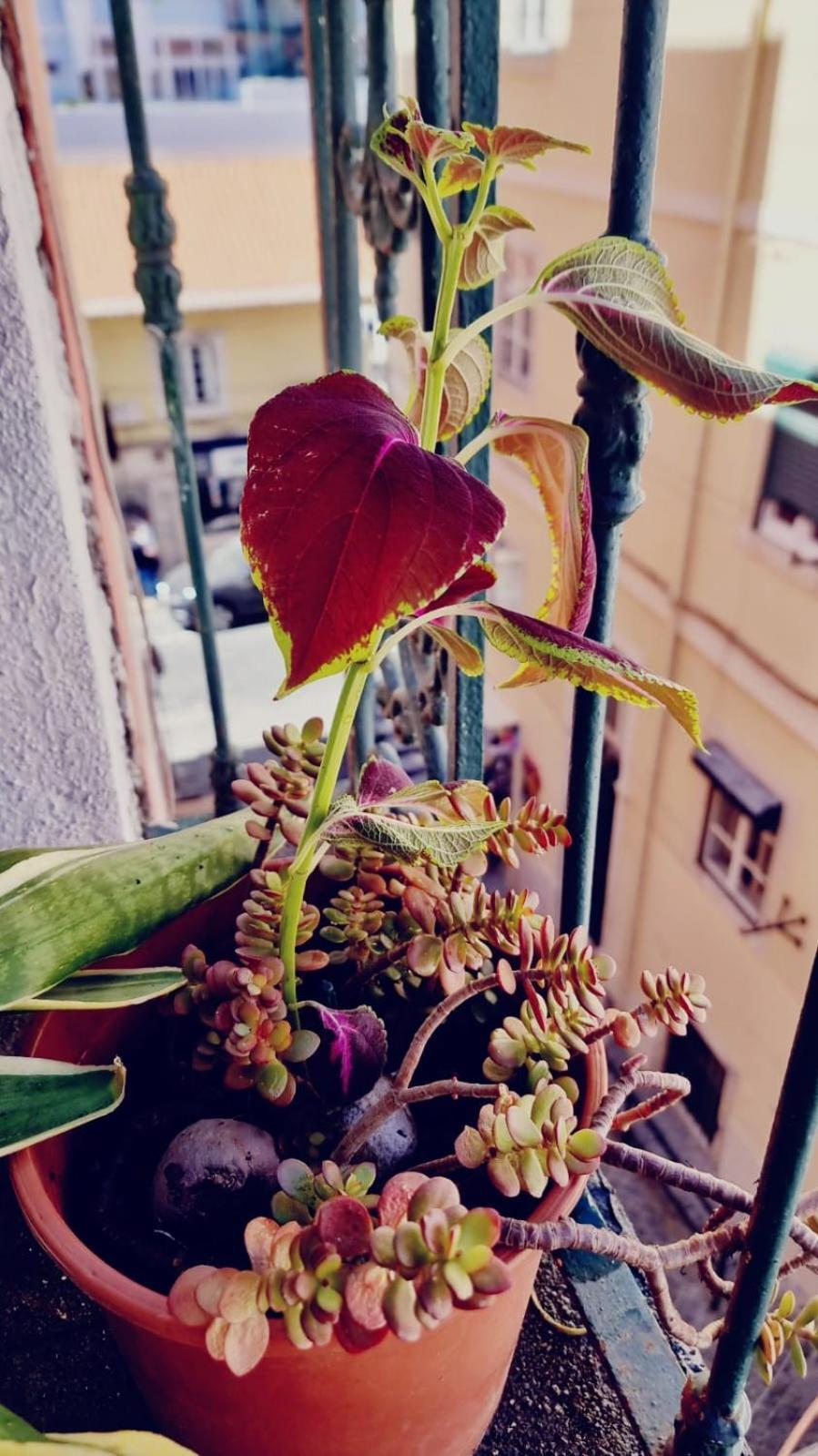 Charming Central Apartment To Rent Lisboa 外观 照片